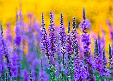 面对面联机！  美任公布《植物大战僵尸：重植版》新预告