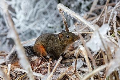 《黎明杀机》将和《异形》电影展开联动